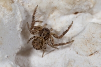 Une araigne crabe. Une immature (Araneae - Thomisidae - Xysticus sp.)